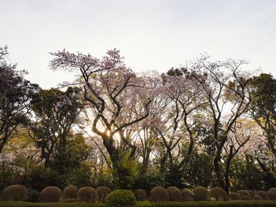 Sakura Foliage