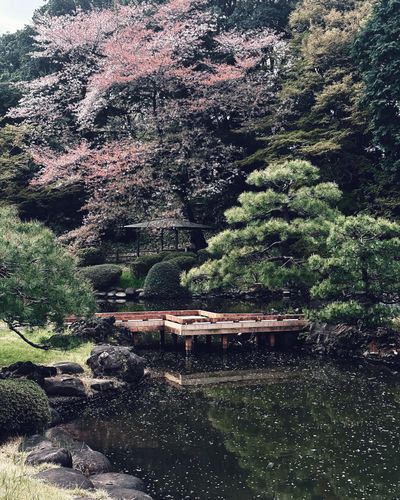 Bridge in a Garden